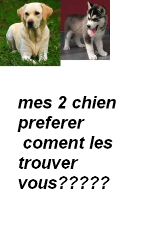 LABRADOR ET HUSKY